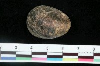 藏品(玉女蜑螺)的圖片